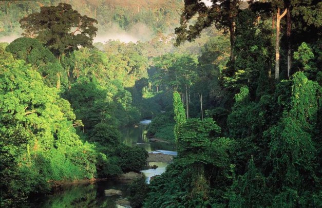 bosque-tropical-de-belizen-tropical-broadleaf-evergreen-forest-the-rainforestroebuckclasses-com-rainforest